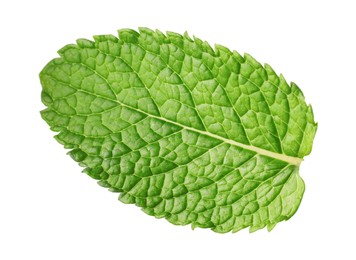 Photo of Fresh green mint leaf isolated on white, top view