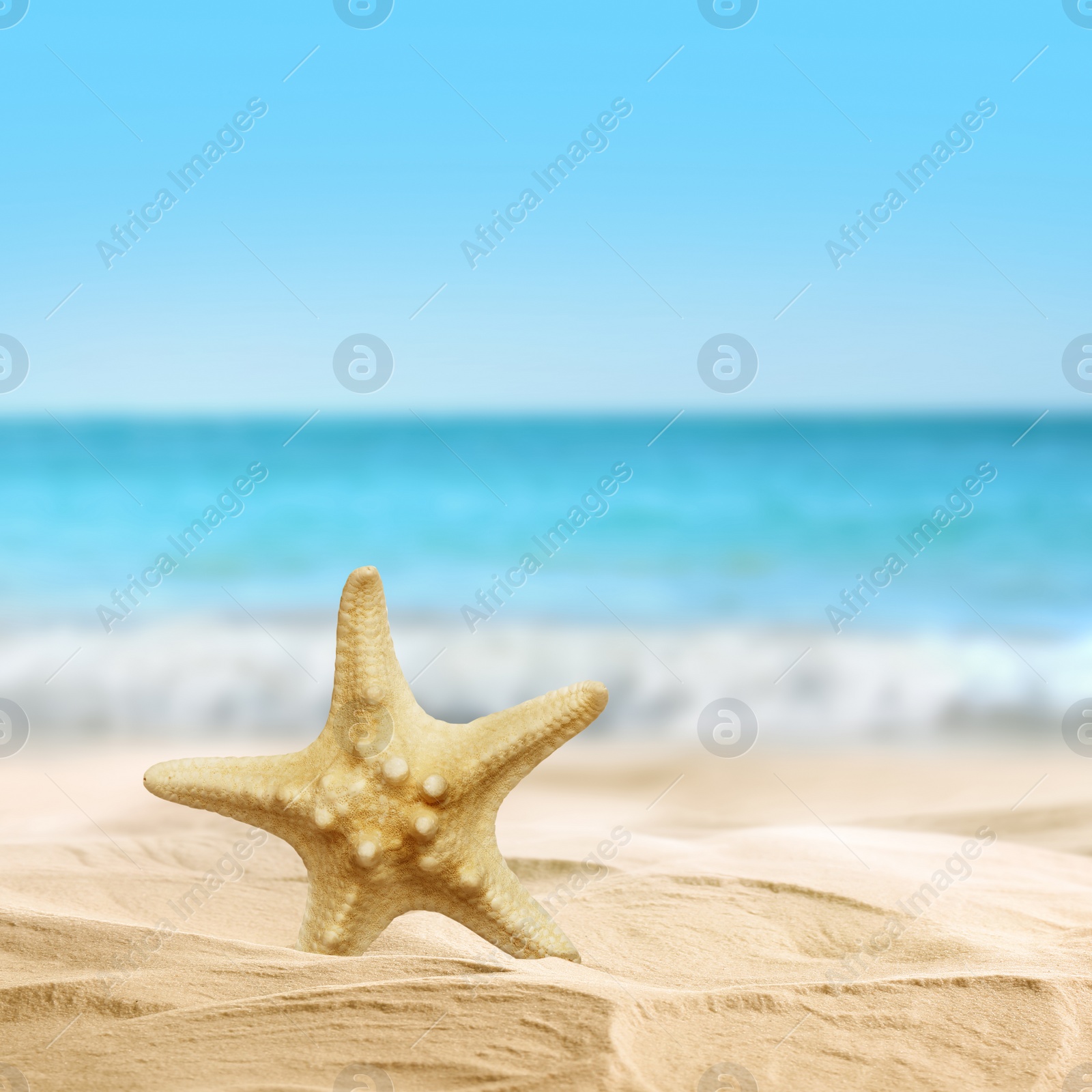 Image of Beautiful sea star on sandy beach near ocean 