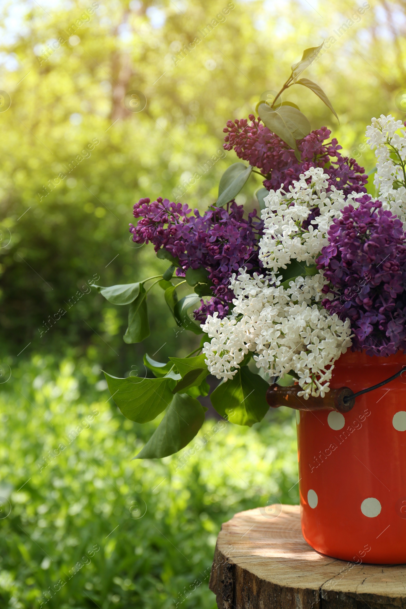 Photo of Bouquet of beautiful lilac flowers in milk can outdoors