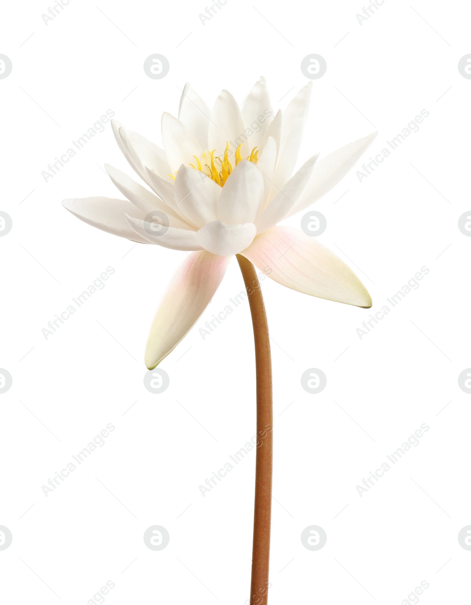 Photo of Beautiful blooming lotus flower isolated on white