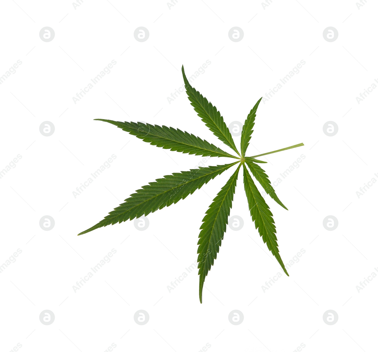 Photo of Fresh green hemp leaf isolated on white, top view