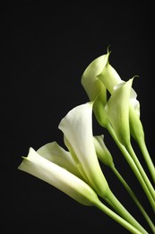 Photo of Beautiful calla lily flowers on black background, closeup