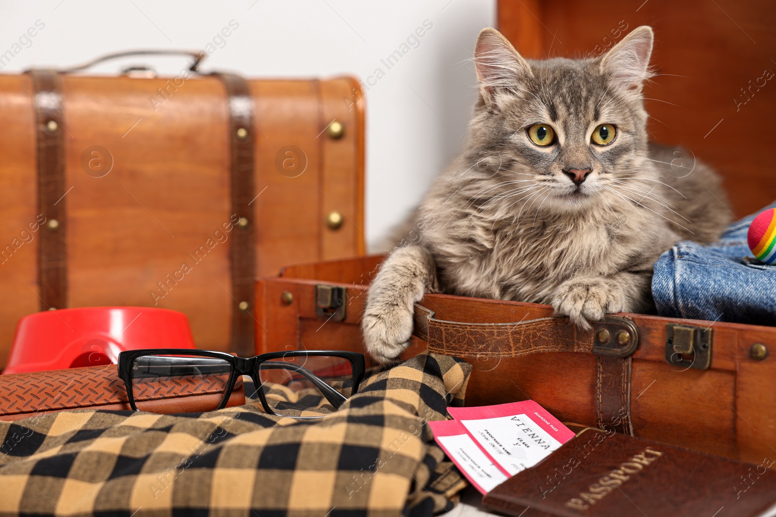 Photo of Travel with pet. Cat, clothes, passport, tickets and suitcases indoors