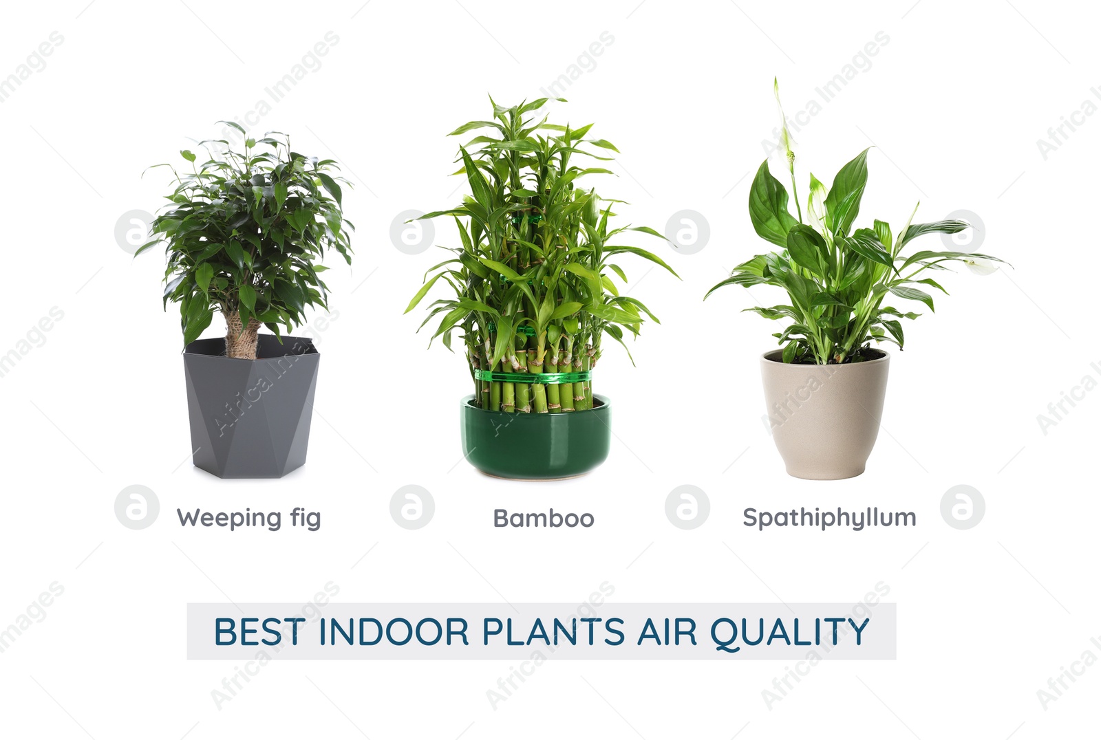 Image of Set of best house plants for air quality improvement on white background