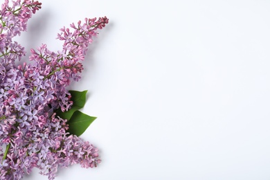 Photo of Blossoming lilac flowers on white background, top view