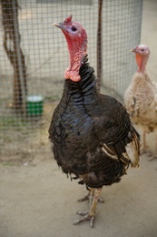 Photo of Beautiful domestic turkey in yard. Farm animal