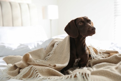 Adorable dog under plaid on bed at home