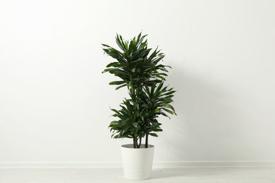 Photo of Tropical plant with lush leaves on floor near white wall