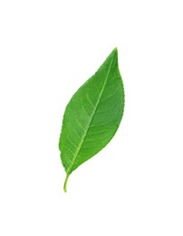 Photo of One fresh green leaf isolated on white