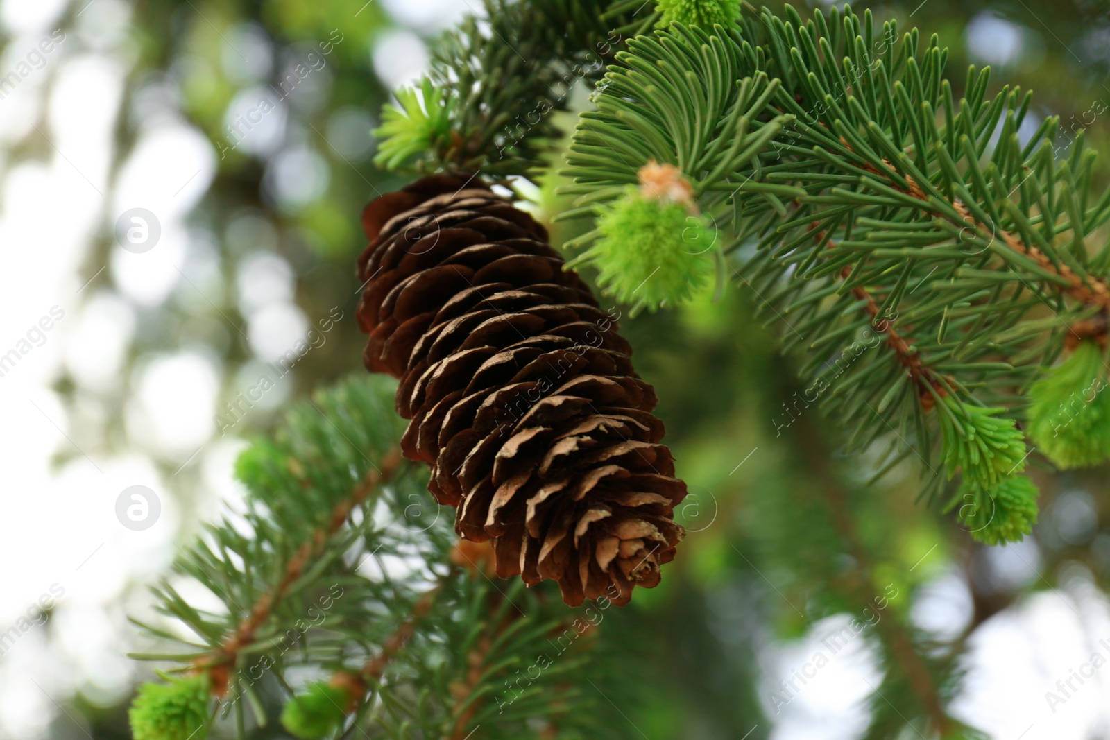 Photo of Closeup view of coniferous tree with cone outdoors