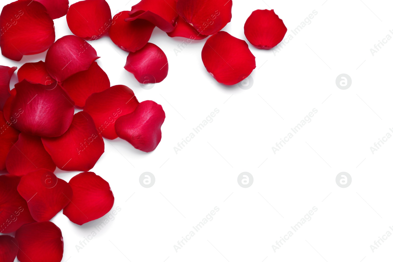 Photo of Red rose petals on white background, top view