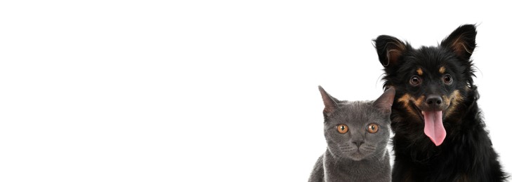 Image of Adorable grey British Shorthair cat and cute long haired dog on white background. Banner design with space for text