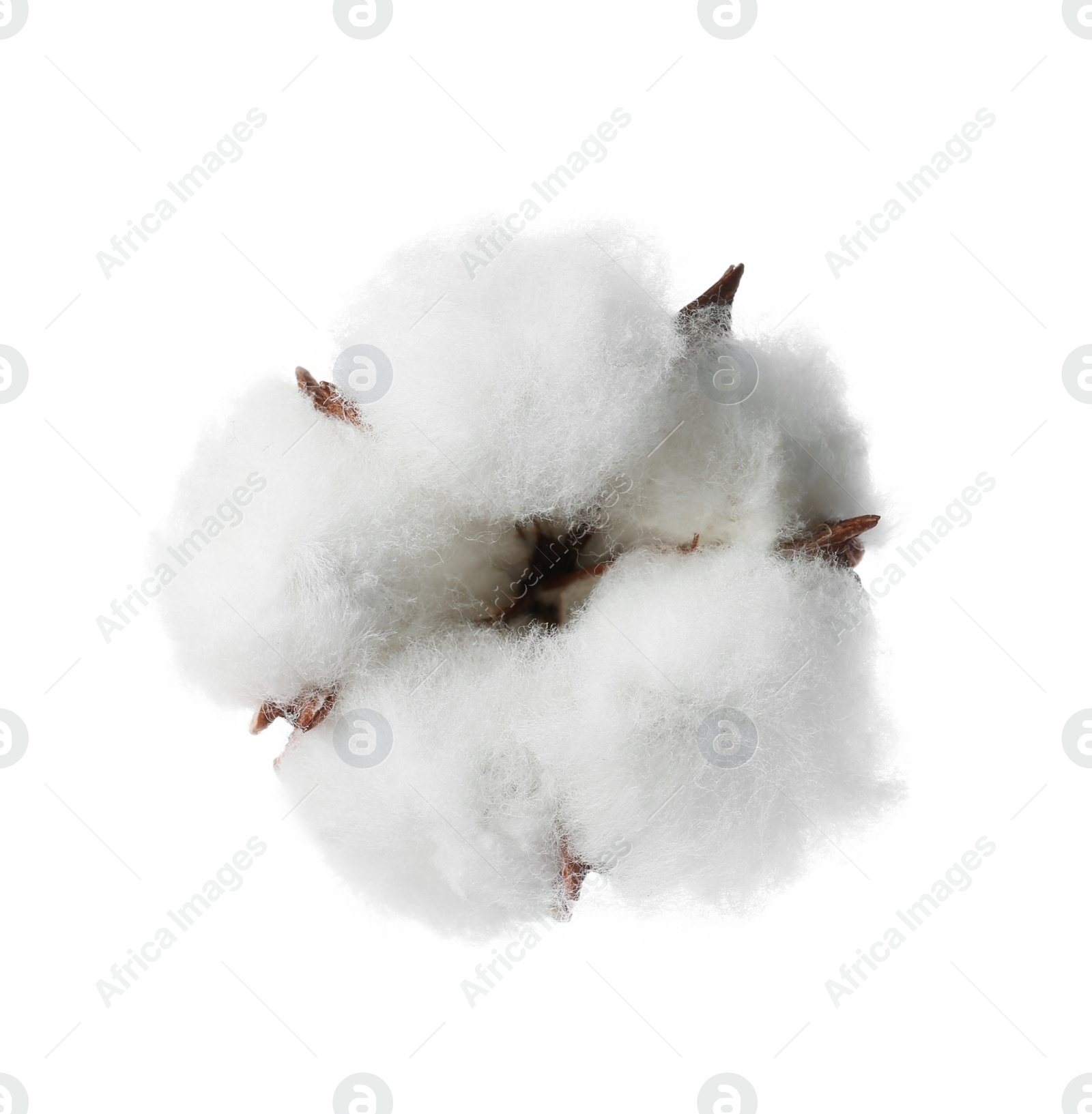 Photo of Beautiful fluffy cotton flower on white background