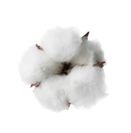 Photo of Beautiful fluffy cotton flower on white background