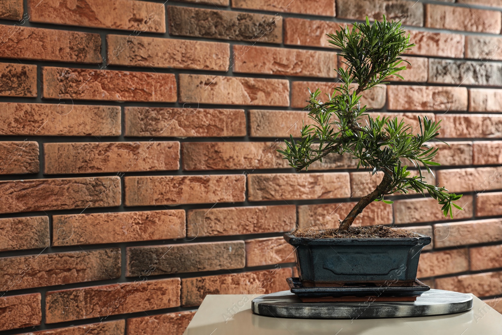 Photo of Japanese bonsai plant on table near brick wall, space for text. Creating zen atmosphere at home