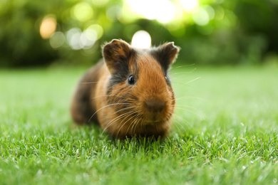 Photo of Cute guinea pig on green grass in park