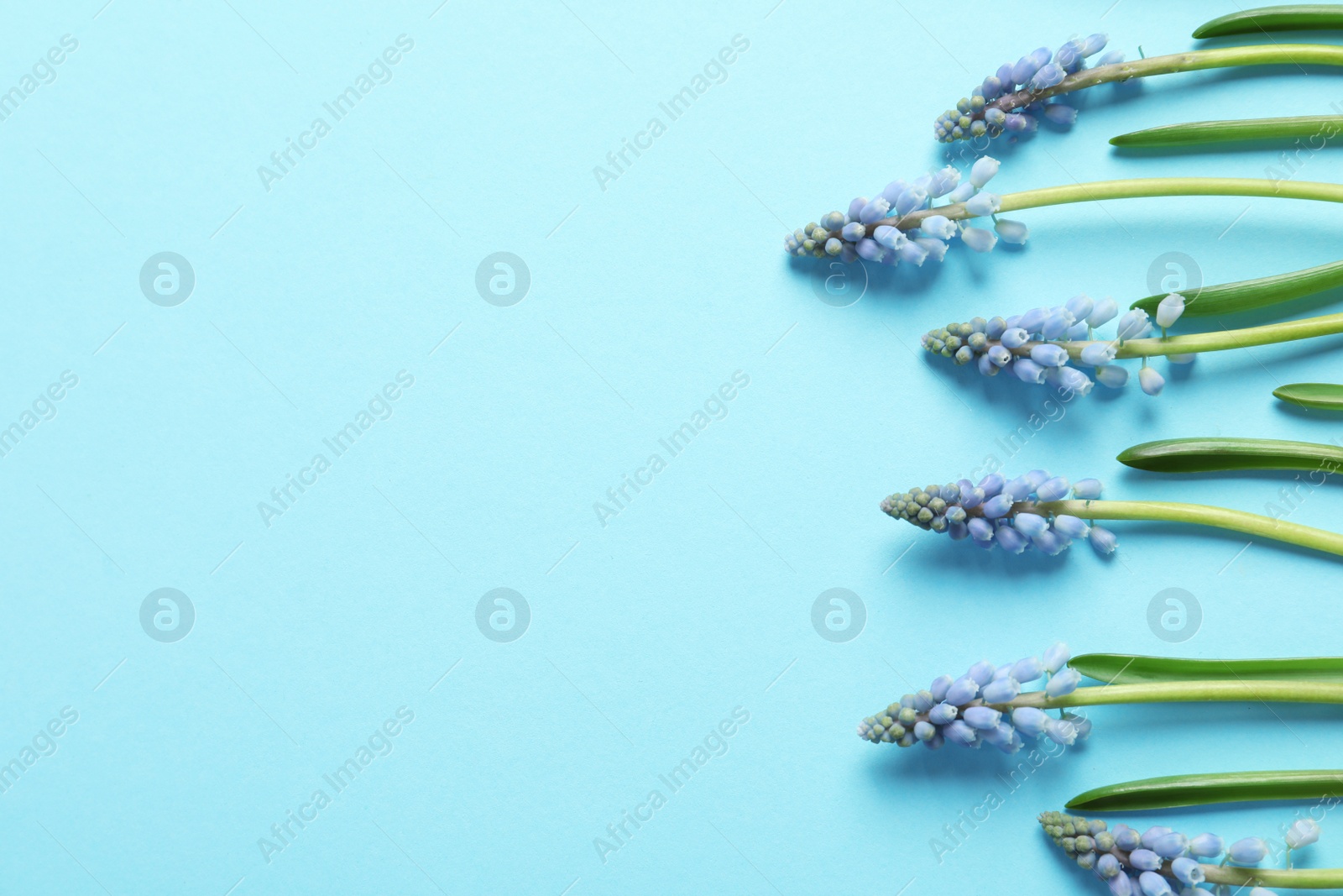 Photo of Flat lay composition with spring muscari flowers on color background, space for text