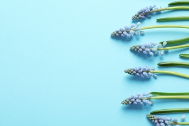 Photo of Flat lay composition with spring muscari flowers on color background, space for text