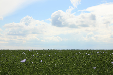 Agricultural field with blooming flax plants on sunny day