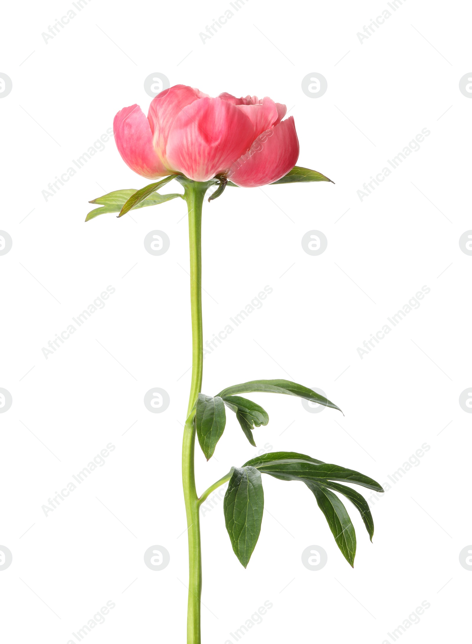 Photo of Beautiful blooming pink peony isolated on white