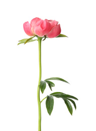 Photo of Beautiful blooming pink peony isolated on white