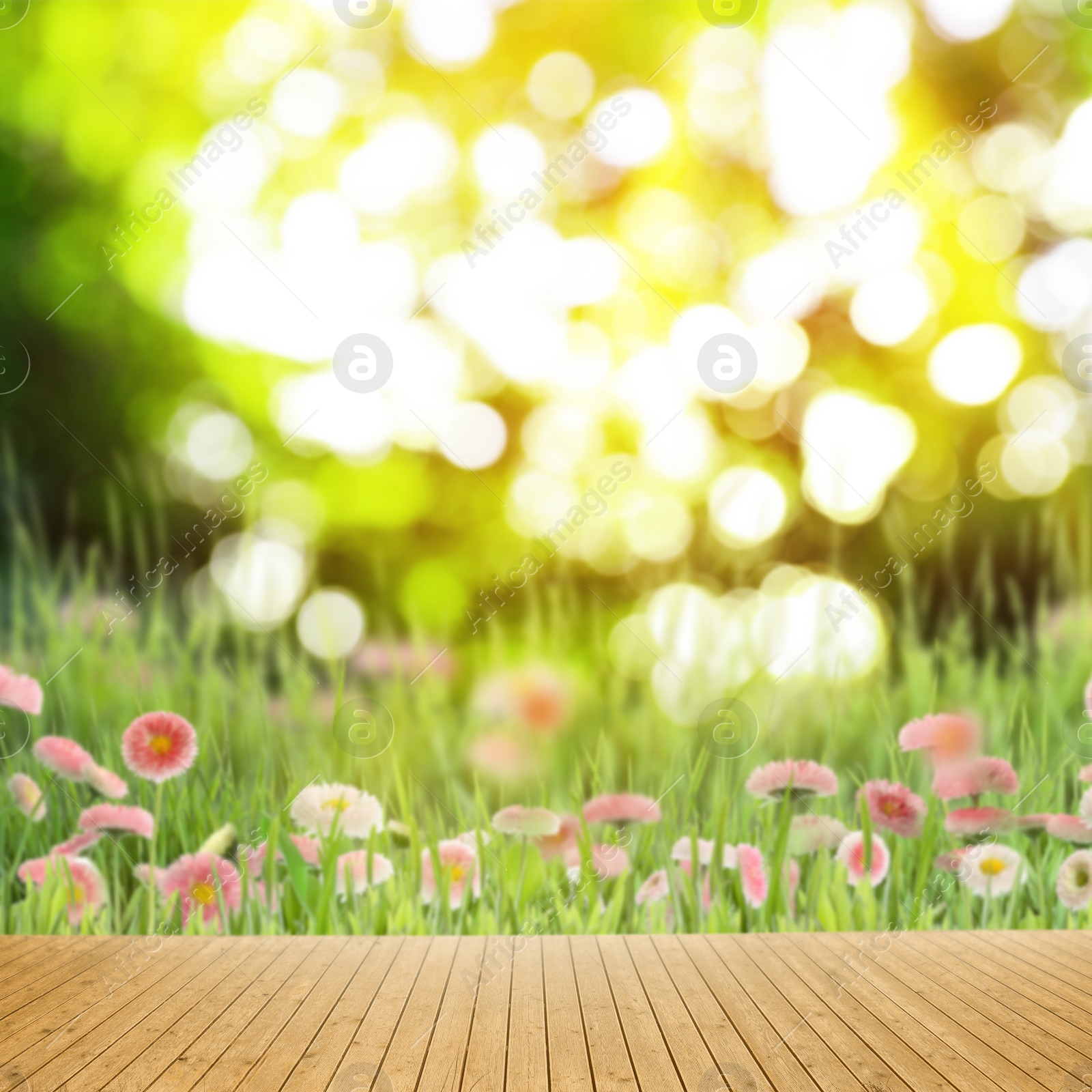 Image of Empty wooden surface and blurred view of beautiful blooming daisy flowers in green meadow. Bokeh effect