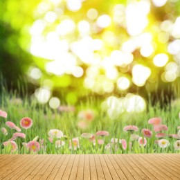 Image of Empty wooden surface and blurred view of beautiful blooming daisy flowers in green meadow. Bokeh effect