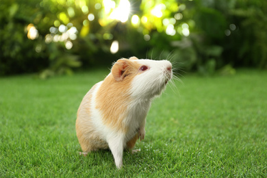 Photo of Cute guinea pig on green grass in park