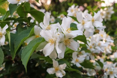 Closeup view of beautiful blooming white jasmine shrub outdoors