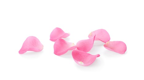 Beautiful pink rose flower petals on white background