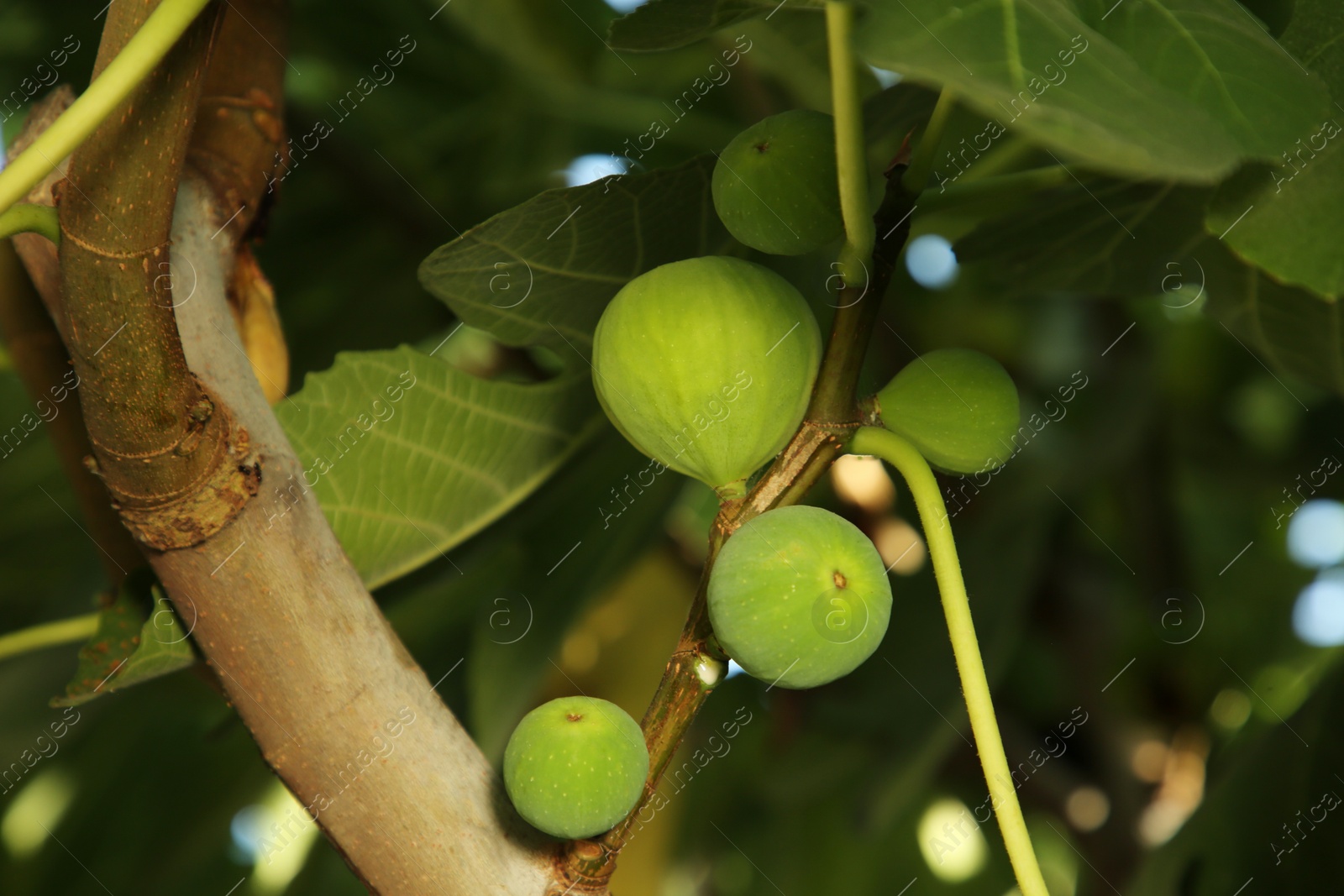 Photo of Unripe figs growing on tree in garden, closeup