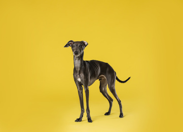 Photo of Cute Italian Greyhound dog on yellow background
