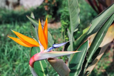 Photo of Beautiful blooming bird of paradise flower outdoors. Tropical plant