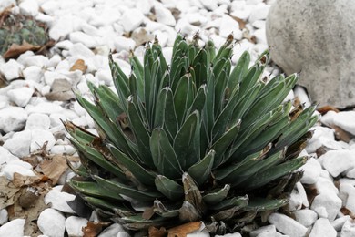 Photo of Beautiful green agave growing outdoors. Succulent plant