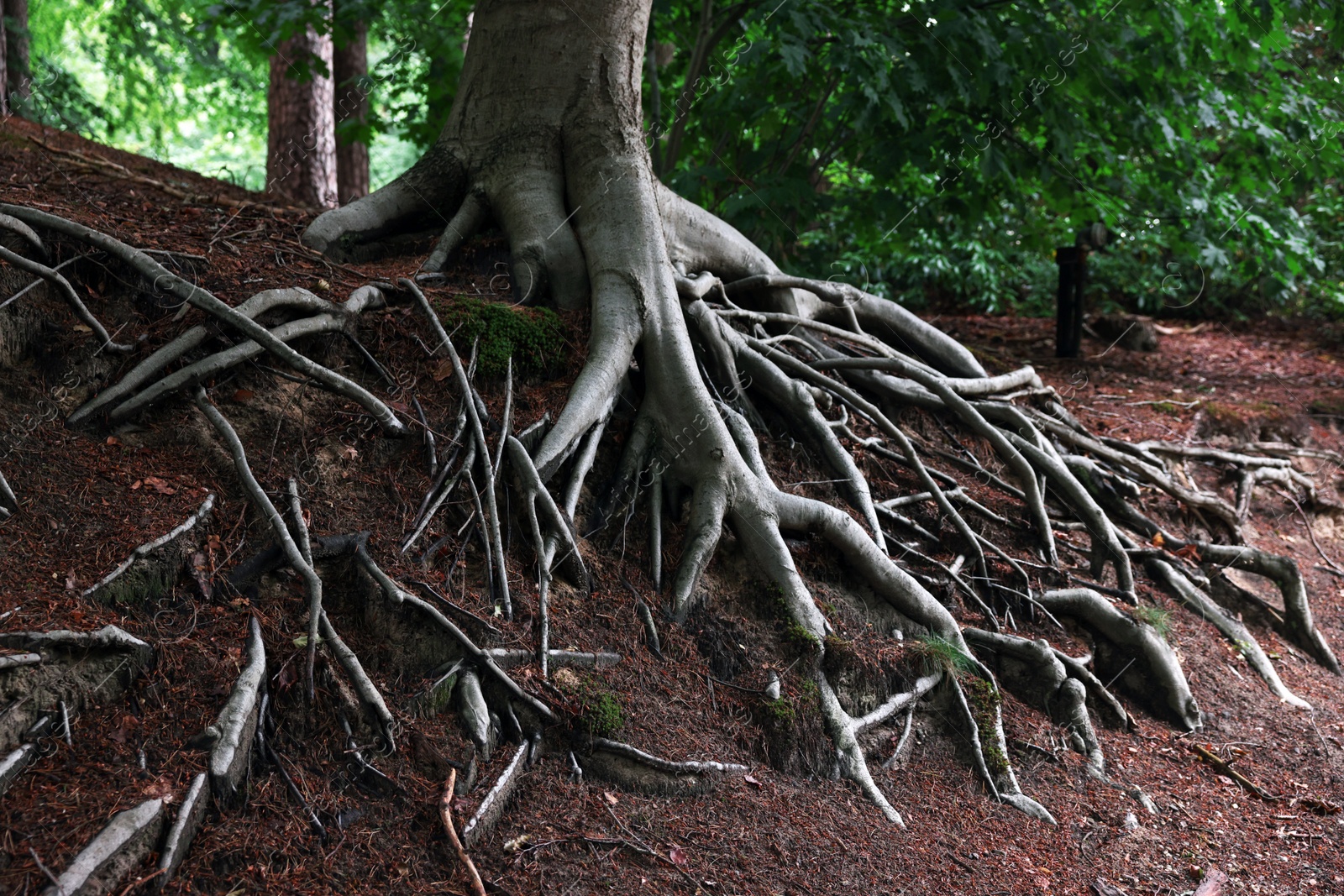 Photo of Beautiful tree with roots showing above ground in forest