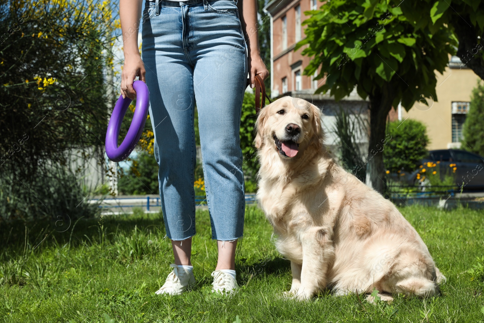 Photo of Woman walking Golden Retriever dog in sunny park, closeup