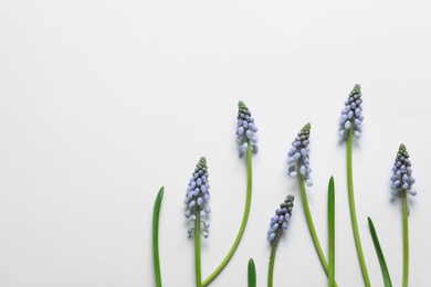 Photo of Flat lay composition with beautiful spring muscari flowers on light background, space for text