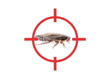 Image of Cockroach with red target symbol on white background. Pest control