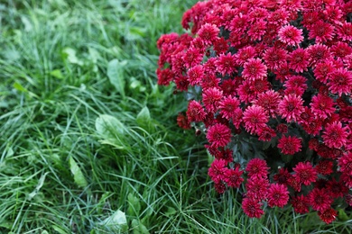 Beautiful blooming Chrysanthemum bush outdoors. Autumn flowers