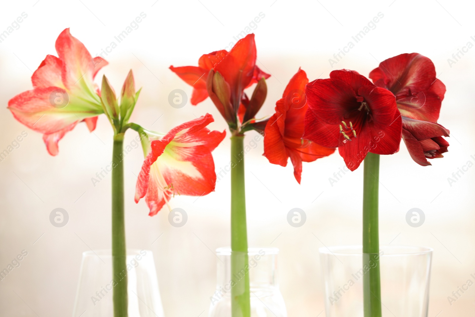 Photo of Beautiful red amaryllis flowers on light background, closeup