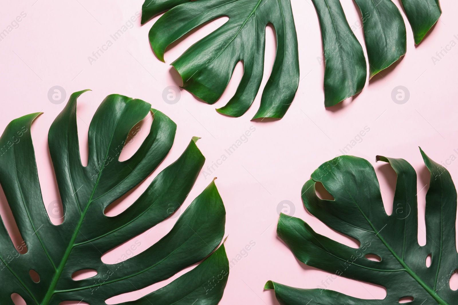 Photo of Green fresh monstera leaves on color background, flat lay. Tropical plant