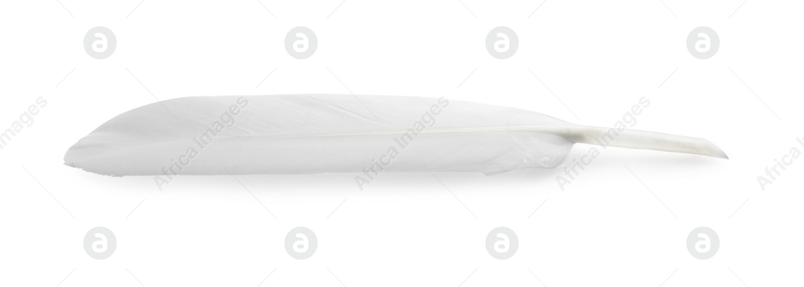 Photo of Beautiful fluffy bird feather isolated on white, top view