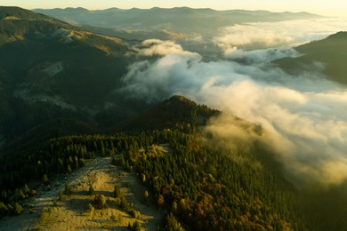 Beautiful landscape with thick mist and forest in mountains. Drone photography