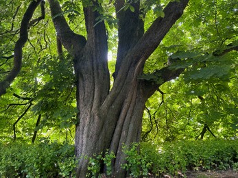 Photo of Beautiful chestnut tree with lush green leaves growing outdoors