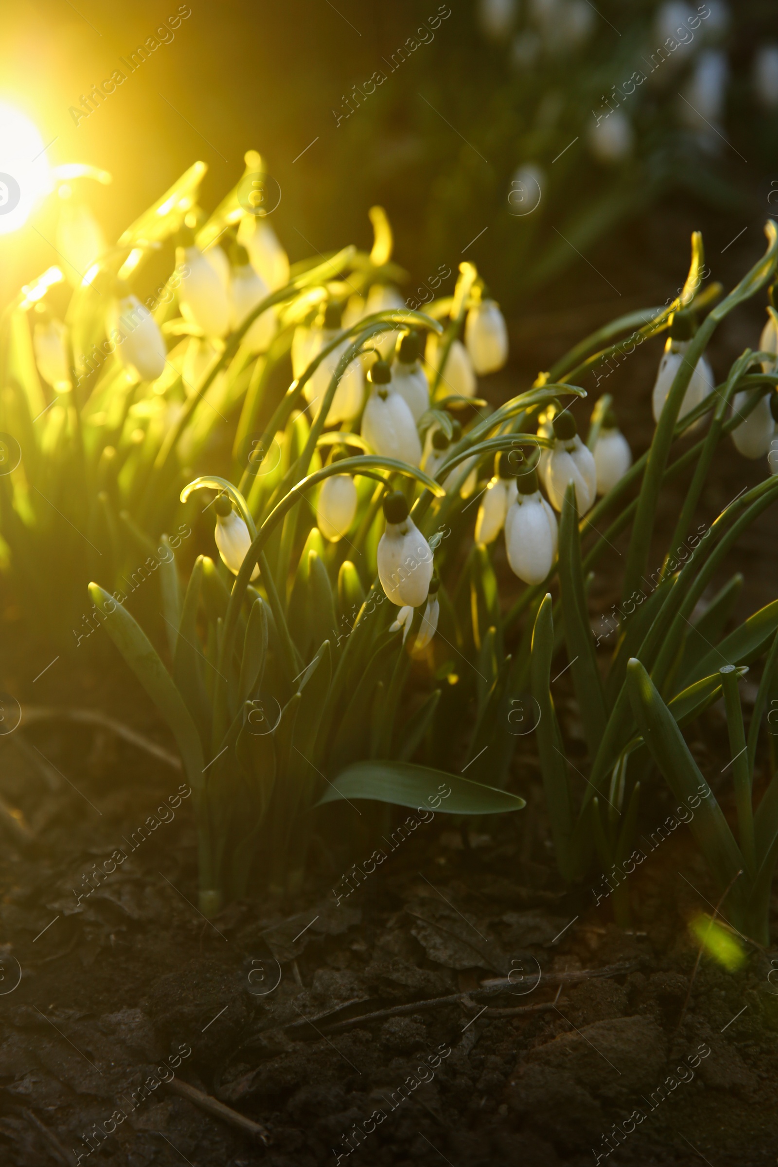 Photo of Fresh blooming snowdrops growing in soil. Spring flowers