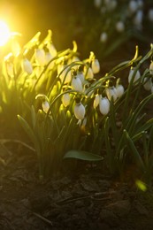 Fresh blooming snowdrops growing in soil. Spring flowers