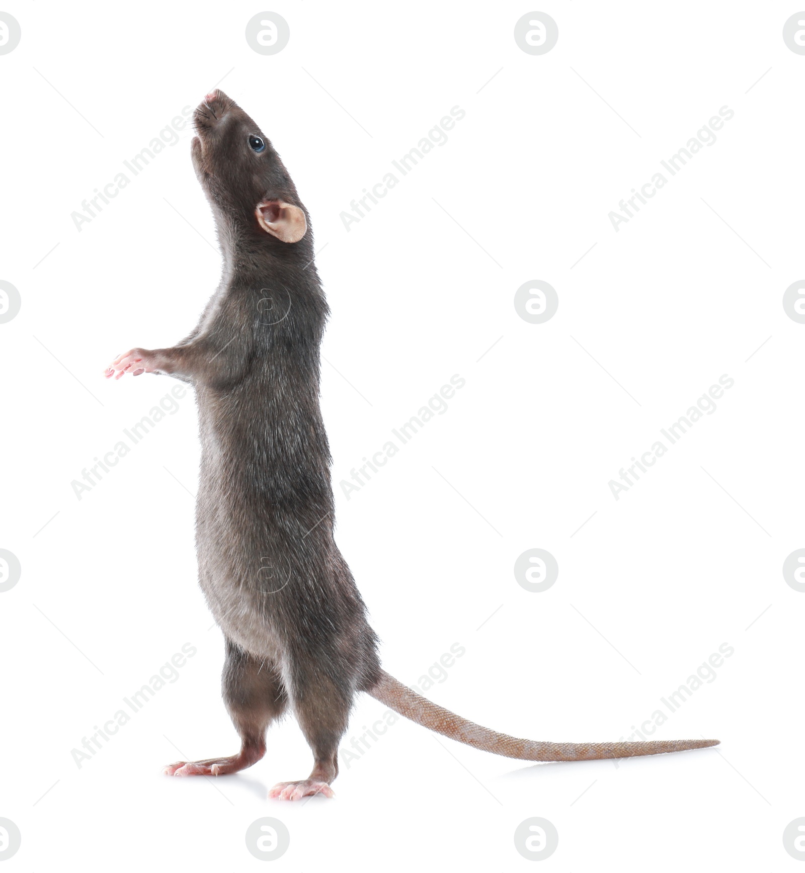 Photo of Cute rat on white background. Small rodent