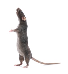 Photo of Cute rat on white background. Small rodent