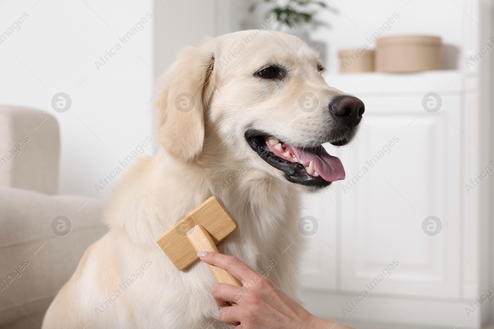 Photo of Woman brushing cute Labrador Retriever dog's hair at home, closeup