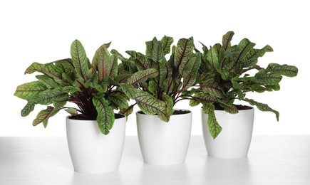 Sorrel plants in pots on white wooden table